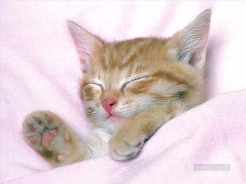  gatos Pintura - gato somnoliento en la cama